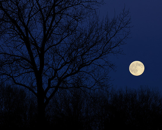 Moon over brush