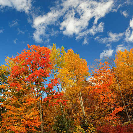 Autumn foliage