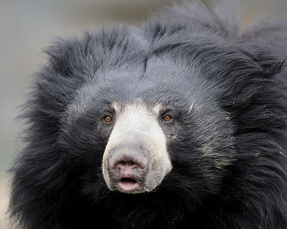 Sloth bear