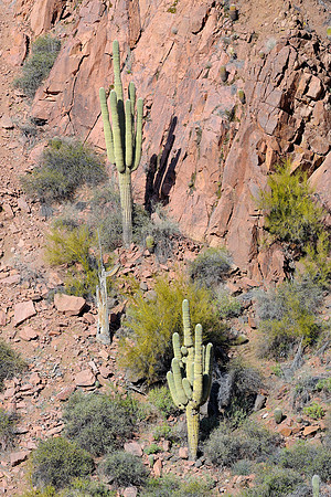 Two Saguaro cactus