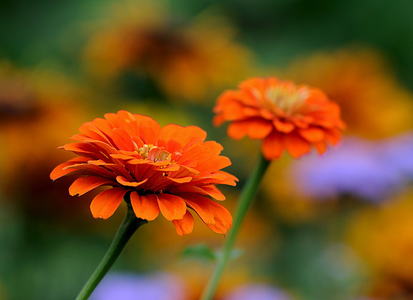 Orange flower