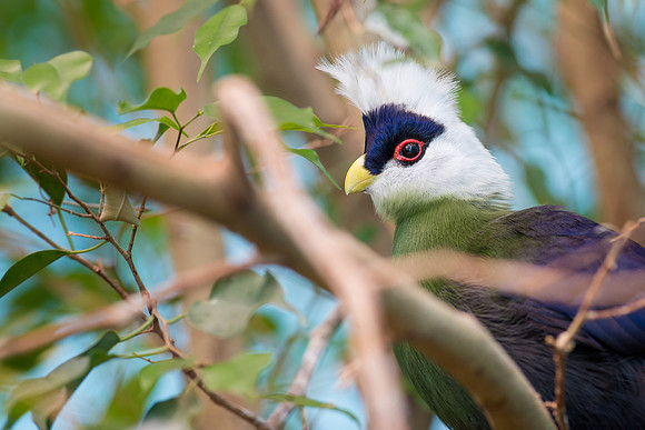 White-crested Turaco