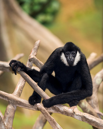 White-cheeked gibbon