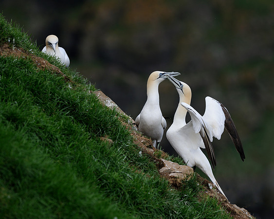Northern gannets