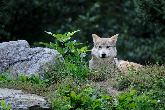 Mexican gray wolf