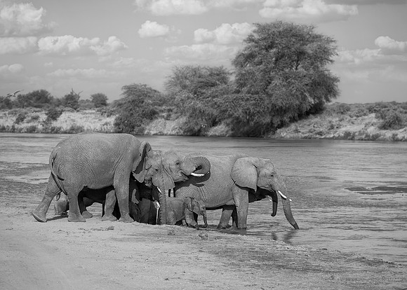 Elelphant at River