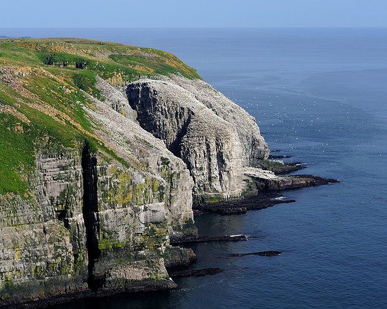 Colony of Northern Gannets
