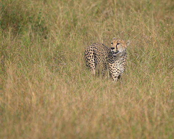 Cheetah