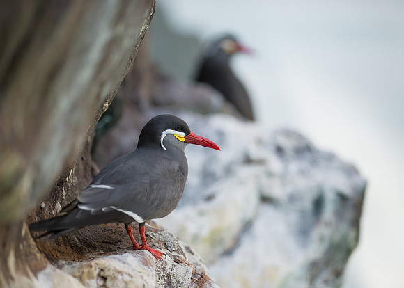 Inca terns
