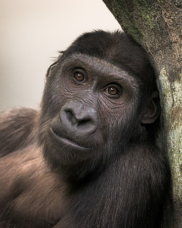 Western lowland gorilla