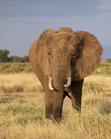 African Elephant