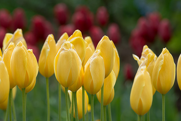 Tulips