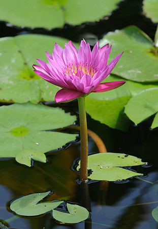 Day-blooming tropical waterlily