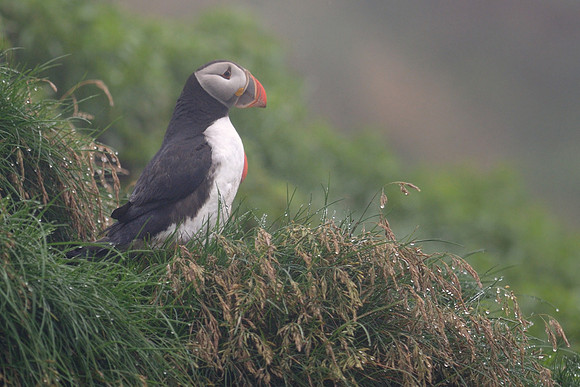 Atlantic puffin