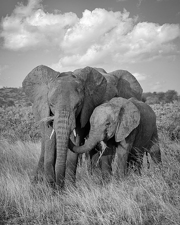 African Elephants