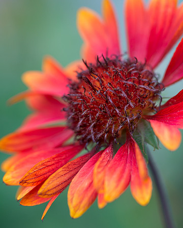 Red and orange coneflower