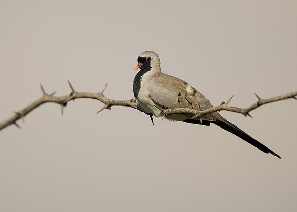 Namaqua Dove