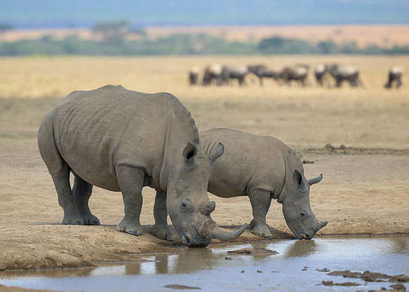 White Rhinoceroses