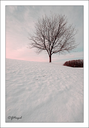 Tree on hill of snow