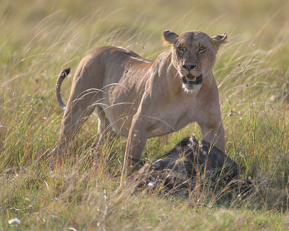 Lioness