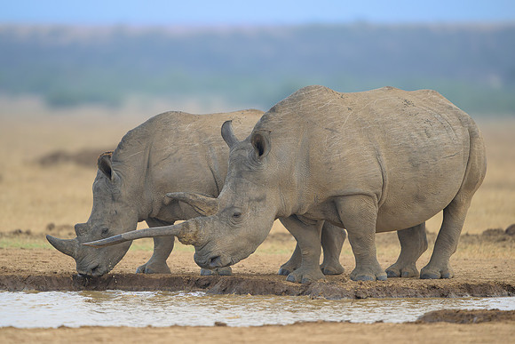 White Rhinoceroses