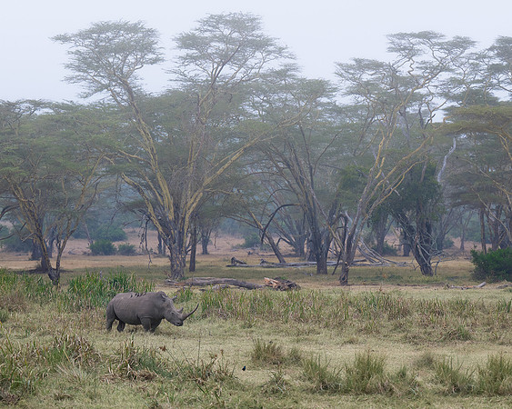 Rhinoceros