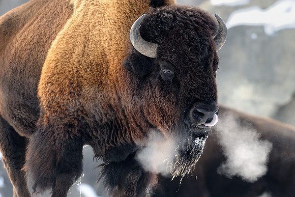 Bison breath