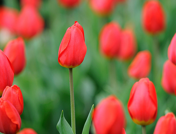 Red tulips