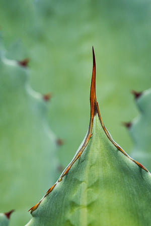 Cactus Needle
