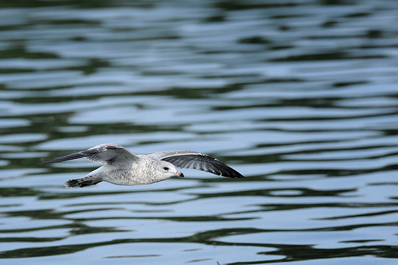 Gull in flight