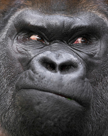 Silverback gorilla