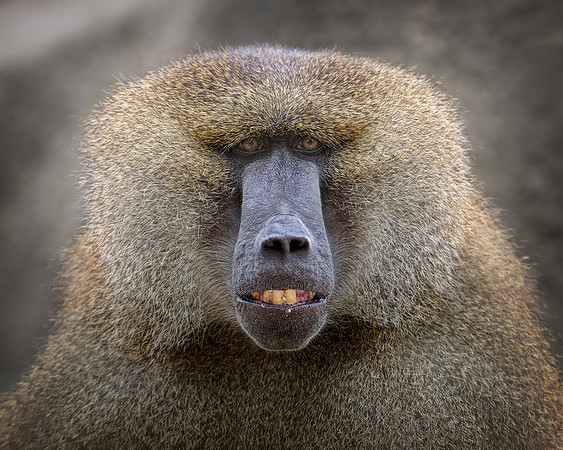 Baboon