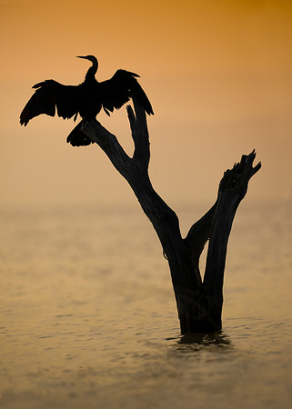 African Darter