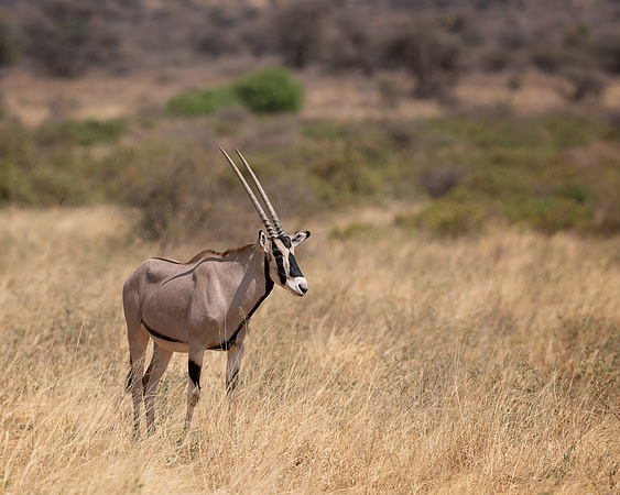 Beisa Oryx