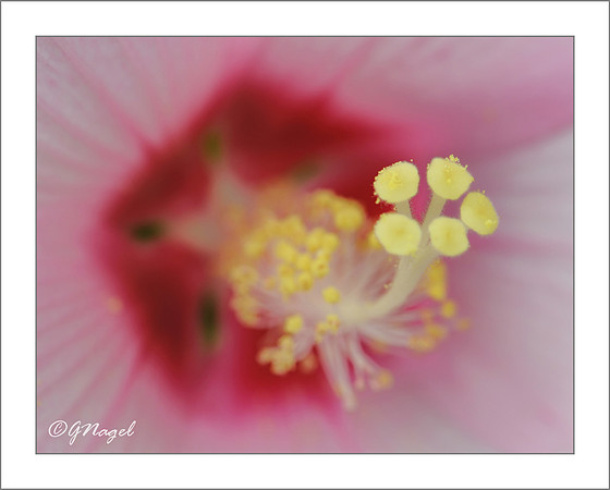 Purple flower