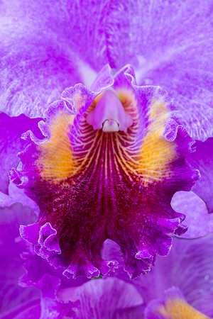 Purple orchid