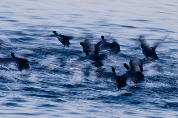 Fast action on the water