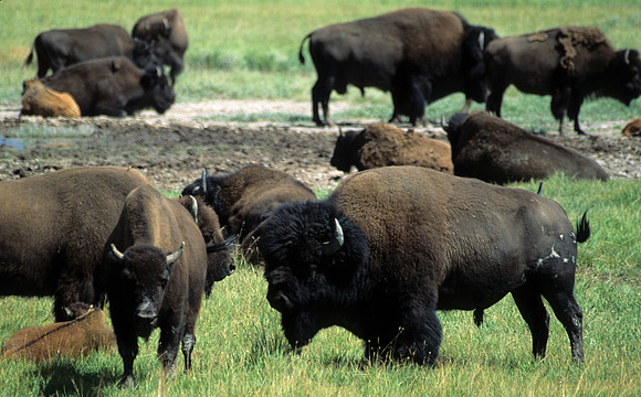 Yellowstone bison herd