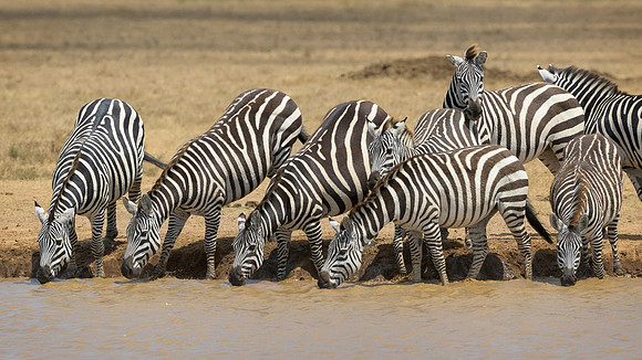 Zebras