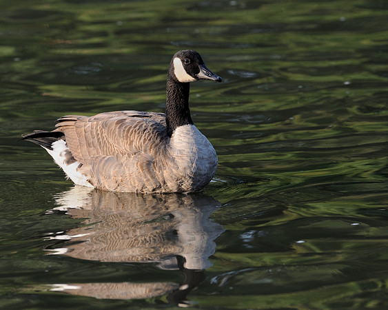 Canada goose
