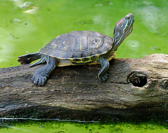 Turtle stretching on log