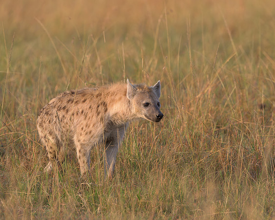 Spotted Hyena