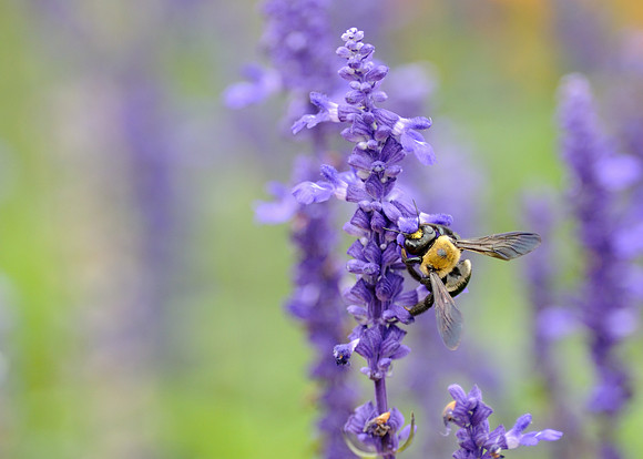 Bee on purple flower