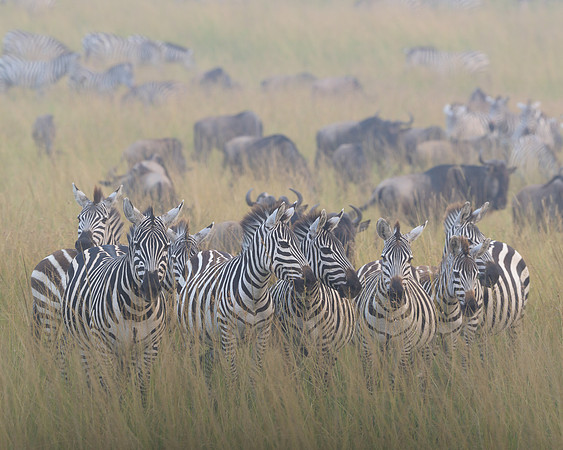 Zebras in Front