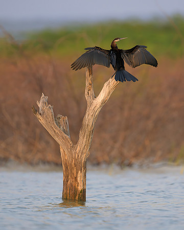 African Darter