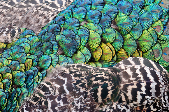 Peacock feathers