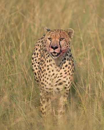 Cheetah