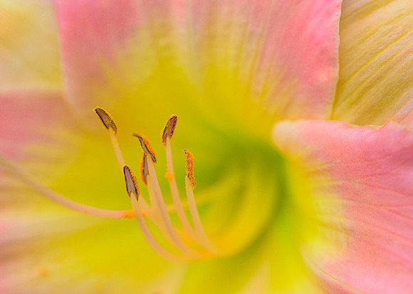 Daylily