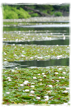Water lilies