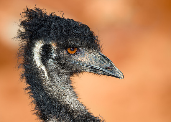 Emu portrait